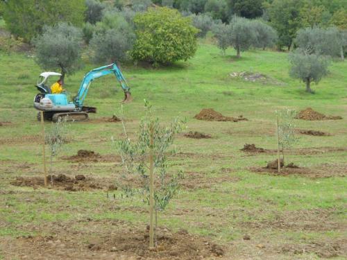 Neupflanzung Oliven