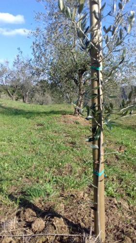 Neuanpflanzung von Olivenbäumen